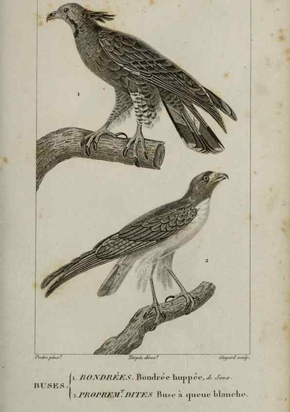 Reproducción/Reproduction 49826681062: Traité d'ornithologie, ou, Tableau méthodique des ordres, sous-ordres, familles, tribus, genres, sous-genres et races d'oiseaux :. Bruxelles :Chez F.G. Levrault ;1831.. 