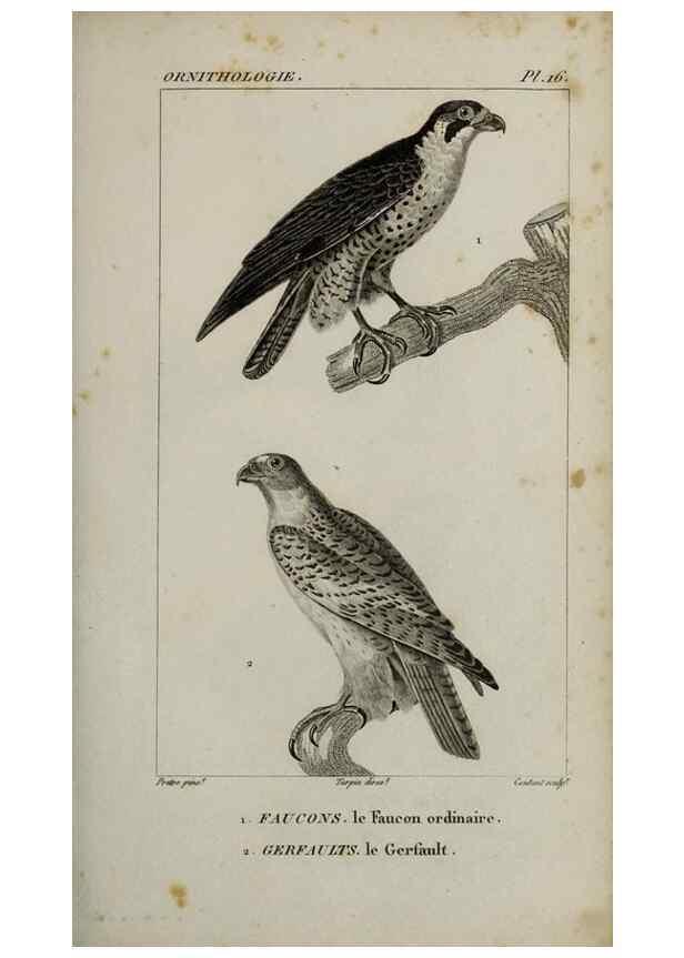 Reproducción/Reproduction 49825831568: Traité d'ornithologie, ou, Tableau méthodique des ordres, sous-ordres, familles, tribus, genres, sous-genres et races d'oiseaux :. Bruxelles :Chez F.G. Levrault ;1831.. 