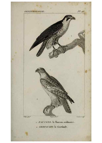 Reproducción/Reproduction 49825831568: Traité d'ornithologie, ou, Tableau méthodique des ordres, sous-ordres, familles, tribus, genres, sous-genres et races d'oiseaux :. Bruxelles :Chez F.G. Levrault ;1831.. 