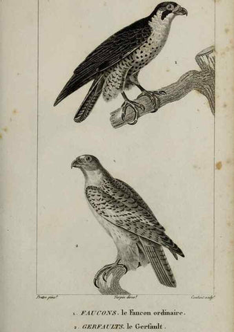 Reproducción/Reproduction 49825831568: Traité d'ornithologie, ou, Tableau méthodique des ordres, sous-ordres, familles, tribus, genres, sous-genres et races d'oiseaux :. Bruxelles :Chez F.G. Levrault ;1831.. 