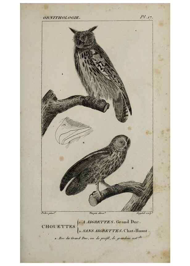 Reproducción/Reproduction 49826681742: Traité d'ornithologie, ou, Tableau méthodique des ordres, sous-ordres, familles, tribus, genres, sous-genres et races d'oiseaux :. Bruxelles :Chez F.G. Levrault ;1831.. 