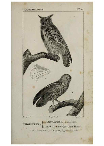 Reproducción/Reproduction 49826681742: Traité d'ornithologie, ou, Tableau méthodique des ordres, sous-ordres, familles, tribus, genres, sous-genres et races d'oiseaux :. Bruxelles :Chez F.G. Levrault ;1831.. 