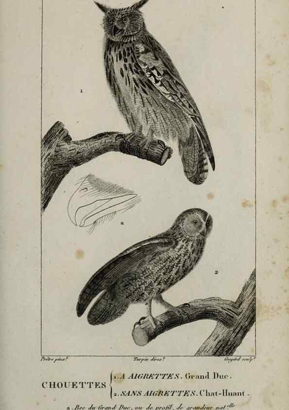 Reproducción/Reproduction 49826681742: Traité d'ornithologie, ou, Tableau méthodique des ordres, sous-ordres, familles, tribus, genres, sous-genres et races d'oiseaux :. Bruxelles :Chez F.G. Levrault ;1831.. 