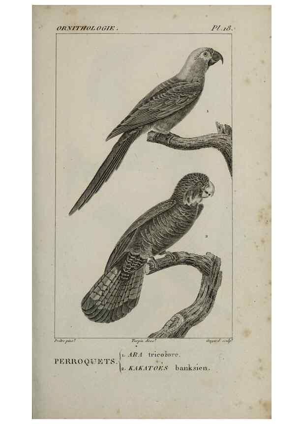 Reproducción/Reproduction 49826364326: Traité d'ornithologie, ou, Tableau méthodique des ordres, sous-ordres, familles, tribus, genres, sous-genres et races d'oiseaux :. Bruxelles :Chez F.G. Levrault ;1831.. 