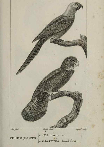 Reproducción/Reproduction 49826364326: Traité d'ornithologie, ou, Tableau méthodique des ordres, sous-ordres, familles, tribus, genres, sous-genres et races d'oiseaux :. Bruxelles :Chez F.G. Levrault ;1831.. 