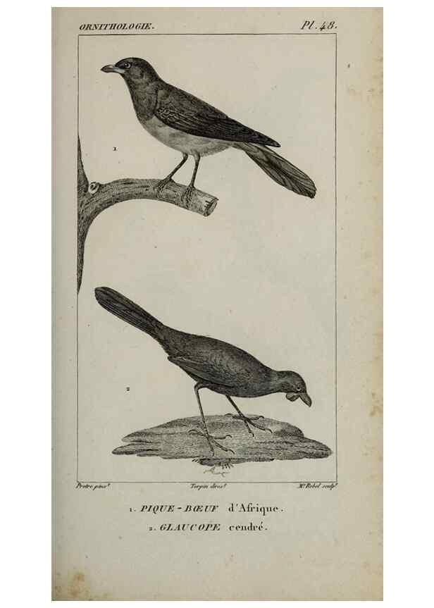 Reproducción/Reproduction 49826690832: Traité d'ornithologie, ou, Tableau méthodique des ordres, sous-ordres, familles, tribus, genres, sous-genres et races d'oiseaux :. Bruxelles :Chez F.G. Levrault ;1831.. 