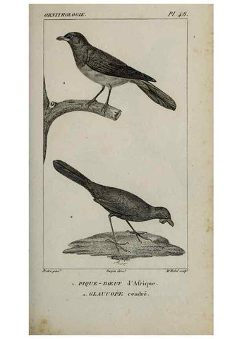 Reproducción/Reproduction 49826690832: Traité d'ornithologie, ou, Tableau méthodique des ordres, sous-ordres, familles, tribus, genres, sous-genres et races d'oiseaux :. Bruxelles :Chez F.G. Levrault ;1831.. 