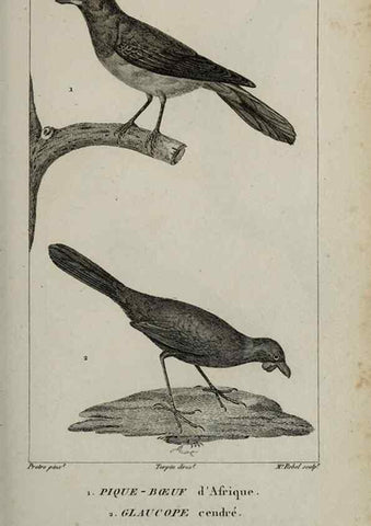 Reproducción/Reproduction 49826690832: Traité d'ornithologie, ou, Tableau méthodique des ordres, sous-ordres, familles, tribus, genres, sous-genres et races d'oiseaux :. Bruxelles :Chez F.G. Levrault ;1831.. 