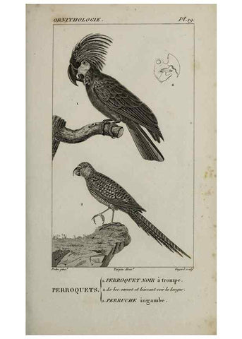 Reproducción/Reproduction 49826682367: Traité d'ornithologie, ou, Tableau méthodique des ordres, sous-ordres, familles, tribus, genres, sous-genres et races d'oiseaux :. Bruxelles :Chez F.G. Levrault ;1831.. 