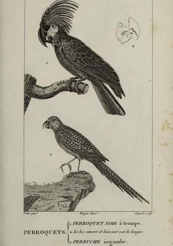 Reproducción/Reproduction 49826682367: Traité d'ornithologie, ou, Tableau méthodique des ordres, sous-ordres, familles, tribus, genres, sous-genres et races d'oiseaux :. Bruxelles :Chez F.G. Levrault ;1831.. 