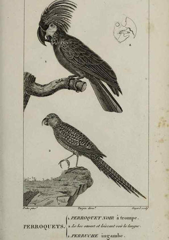 Reproducción/Reproduction 49826682367: Traité d'ornithologie, ou, Tableau méthodique des ordres, sous-ordres, familles, tribus, genres, sous-genres et races d'oiseaux :. Bruxelles :Chez F.G. Levrault ;1831.. 