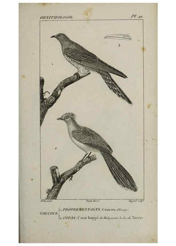 Reproducción/Reproduction 49825833258: Traité d'ornithologie, ou, Tableau méthodique des ordres, sous-ordres, familles, tribus, genres, sous-genres et races d'oiseaux :. Bruxelles :Chez F.G. Levrault ;1831.. 