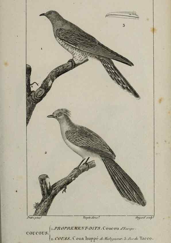 Reproducción/Reproduction 49825833258: Traité d'ornithologie, ou, Tableau méthodique des ordres, sous-ordres, familles, tribus, genres, sous-genres et races d'oiseaux :. Bruxelles :Chez F.G. Levrault ;1831.. 