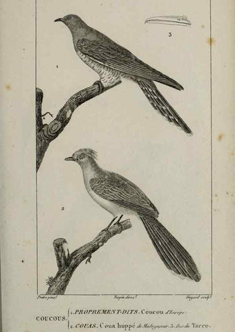 Reproducción/Reproduction 49825833258: Traité d'ornithologie, ou, Tableau méthodique des ordres, sous-ordres, familles, tribus, genres, sous-genres et races d'oiseaux :. Bruxelles :Chez F.G. Levrault ;1831.. 