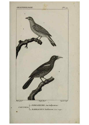 Reproducción/Reproduction 49825833573: Traité d'ornithologie, ou, Tableau méthodique des ordres, sous-ordres, familles, tribus, genres, sous-genres et races d'oiseaux :. Bruxelles :Chez F.G. Levrault ;1831.. 