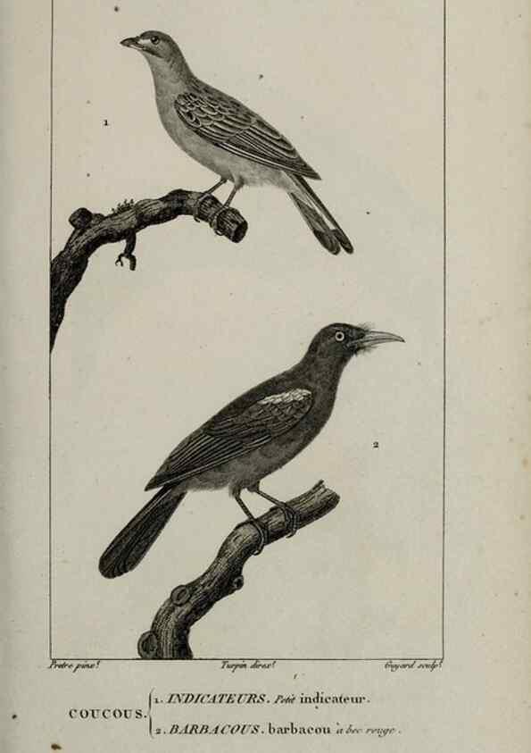 Reproducción/Reproduction 49825833573: Traité d'ornithologie, ou, Tableau méthodique des ordres, sous-ordres, familles, tribus, genres, sous-genres et races d'oiseaux :. Bruxelles :Chez F.G. Levrault ;1831.. 