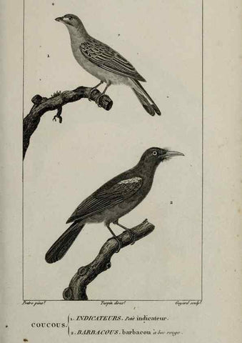 Reproducción/Reproduction 49825833573: Traité d'ornithologie, ou, Tableau méthodique des ordres, sous-ordres, familles, tribus, genres, sous-genres et races d'oiseaux :. Bruxelles :Chez F.G. Levrault ;1831.. 