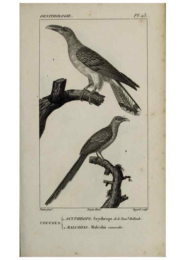 Reproducción/Reproduction 49825833888: Traité d'ornithologie, ou, Tableau méthodique des ordres, sous-ordres, familles, tribus, genres, sous-genres et races d'oiseaux :. Bruxelles :Chez F.G. Levrault ;1831.. 