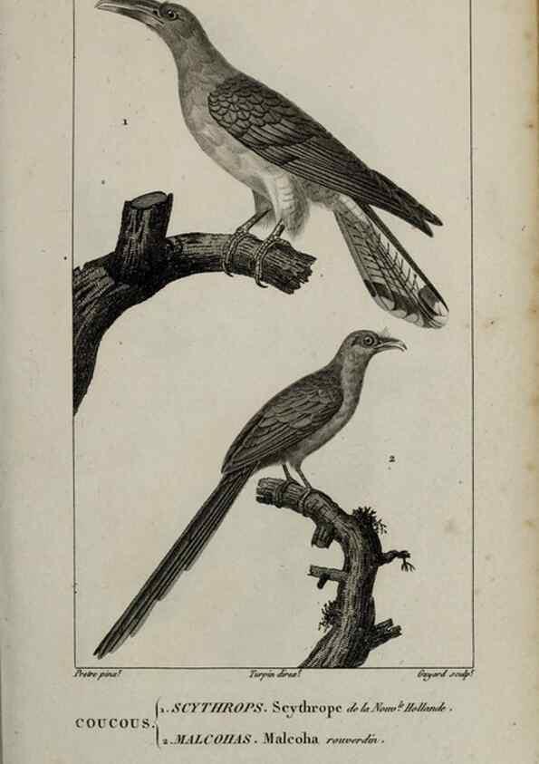 Reproducción/Reproduction 49825833888: Traité d'ornithologie, ou, Tableau méthodique des ordres, sous-ordres, familles, tribus, genres, sous-genres et races d'oiseaux :. Bruxelles :Chez F.G. Levrault ;1831.. 