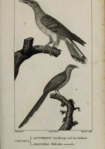 Reproducción/Reproduction 49825833888: Traité d'ornithologie, ou, Tableau méthodique des ordres, sous-ordres, familles, tribus, genres, sous-genres et races d'oiseaux :. Bruxelles :Chez F.G. Levrault ;1831.. 