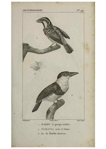 Reproducción/Reproduction 49826683982: Traité d'ornithologie, ou, Tableau méthodique des ordres, sous-ordres, familles, tribus, genres, sous-genres et races d'oiseaux :. Bruxelles :Chez F.G. Levrault ;1831.. 