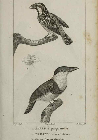 Reproducción/Reproduction 49826683982: Traité d'ornithologie, ou, Tableau méthodique des ordres, sous-ordres, familles, tribus, genres, sous-genres et races d'oiseaux :. Bruxelles :Chez F.G. Levrault ;1831.. 
