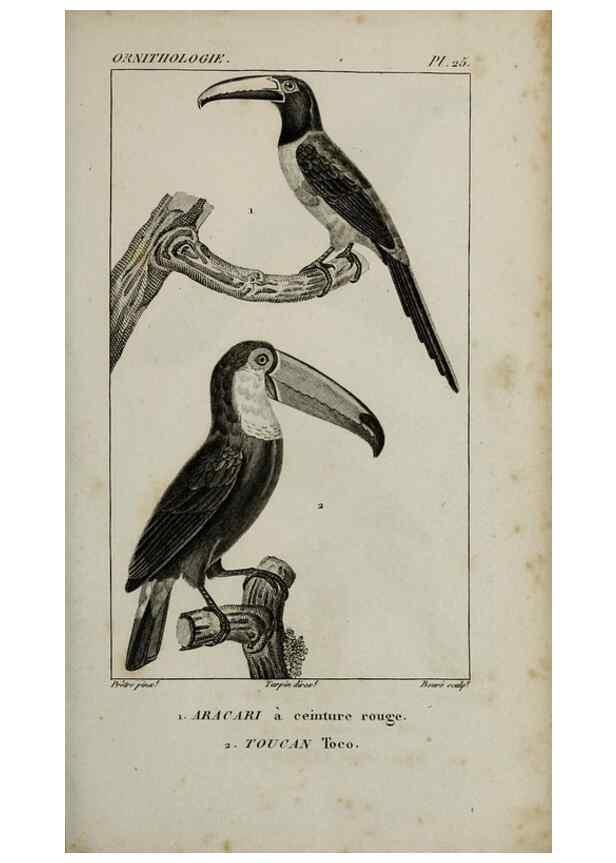Reproducción/Reproduction 49826366451: Traité d'ornithologie, ou, Tableau méthodique des ordres, sous-ordres, familles, tribus, genres, sous-genres et races d'oiseaux :. Bruxelles :Chez F.G. Levrault ;1831.. 