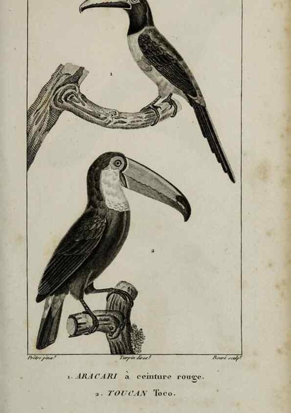 Reproducción/Reproduction 49826366451: Traité d'ornithologie, ou, Tableau méthodique des ordres, sous-ordres, familles, tribus, genres, sous-genres et races d'oiseaux :. Bruxelles :Chez F.G. Levrault ;1831.. 