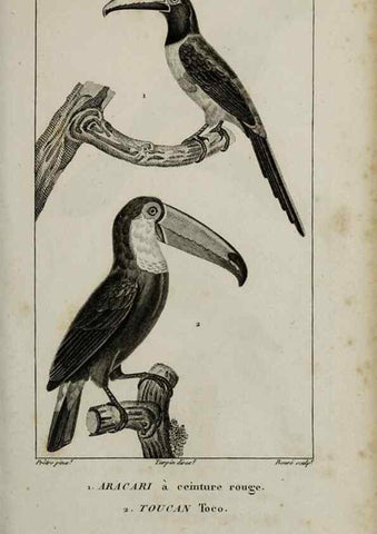 Reproducción/Reproduction 49826366451: Traité d'ornithologie, ou, Tableau méthodique des ordres, sous-ordres, familles, tribus, genres, sous-genres et races d'oiseaux :. Bruxelles :Chez F.G. Levrault ;1831.. 