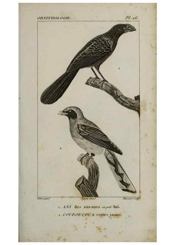 Reproducción/Reproduction 49826366781: Traité d'ornithologie, ou, Tableau méthodique des ordres, sous-ordres, familles, tribus, genres, sous-genres et races d'oiseaux :. Bruxelles :Chez F.G. Levrault ;1831.. 