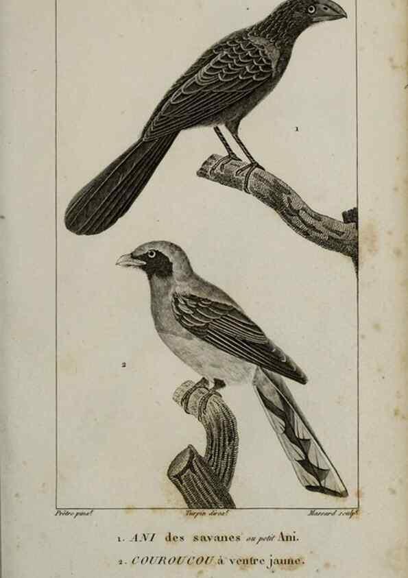 Reproducción/Reproduction 49826366781: Traité d'ornithologie, ou, Tableau méthodique des ordres, sous-ordres, familles, tribus, genres, sous-genres et races d'oiseaux :. Bruxelles :Chez F.G. Levrault ;1831.. 