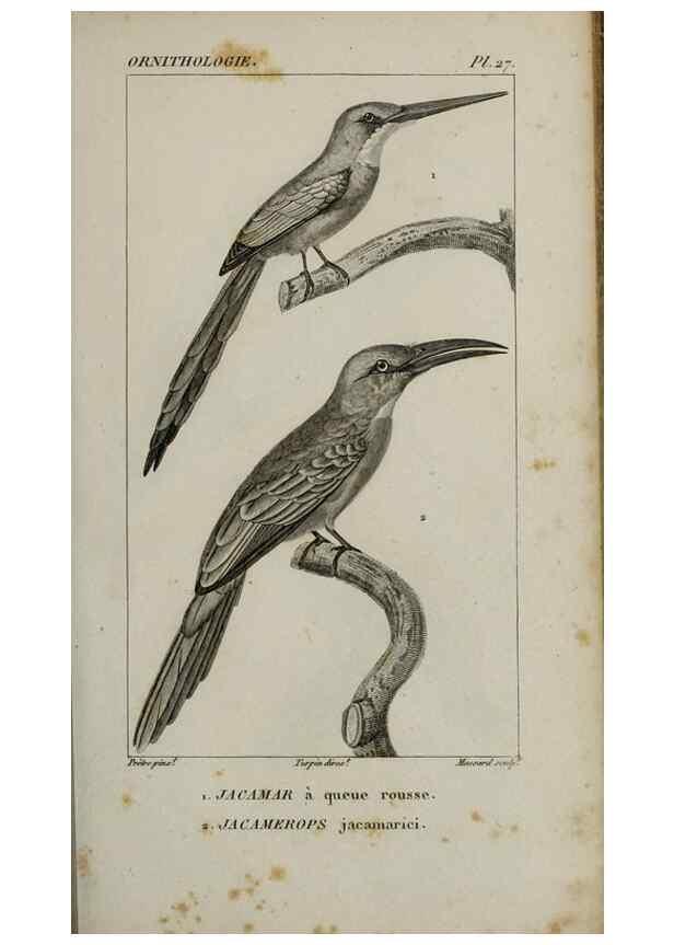 Reproducción/Reproduction 49826367056: Traité d'ornithologie, ou, Tableau méthodique des ordres, sous-ordres, familles, tribus, genres, sous-genres et races d'oiseaux :. Bruxelles :Chez F.G. Levrault ;1831.. 