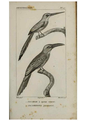 Reproducción/Reproduction 49826367056: Traité d'ornithologie, ou, Tableau méthodique des ordres, sous-ordres, familles, tribus, genres, sous-genres et races d'oiseaux :. Bruxelles :Chez F.G. Levrault ;1831.. 