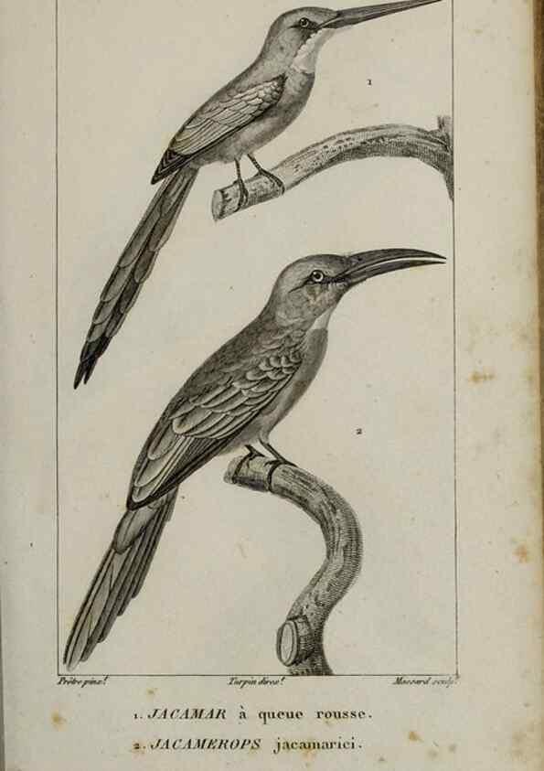 Reproducción/Reproduction 49826367056: Traité d'ornithologie, ou, Tableau méthodique des ordres, sous-ordres, familles, tribus, genres, sous-genres et races d'oiseaux :. Bruxelles :Chez F.G. Levrault ;1831.. 