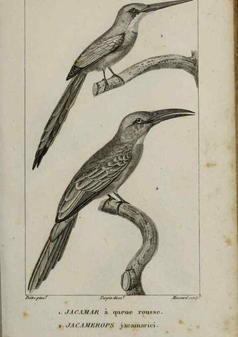 Reproducción/Reproduction 49826367056: Traité d'ornithologie, ou, Tableau méthodique des ordres, sous-ordres, familles, tribus, genres, sous-genres et races d'oiseaux :. Bruxelles :Chez F.G. Levrault ;1831.. 