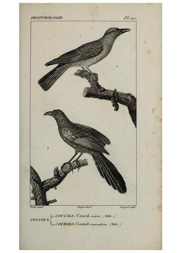 Reproducción/Reproduction 49826682632: Traité d'ornithologie, ou, Tableau méthodique des ordres, sous-ordres, familles, tribus, genres, sous-genres et races d'oiseaux :. Bruxelles :Chez F.G. Levrault ;1831.. 