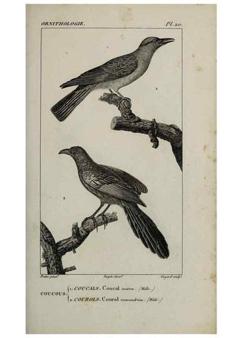 Reproducción/Reproduction 49826682632: Traité d'ornithologie, ou, Tableau méthodique des ordres, sous-ordres, familles, tribus, genres, sous-genres et races d'oiseaux :. Bruxelles :Chez F.G. Levrault ;1831.. 