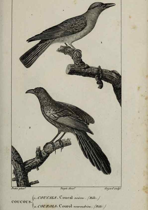 Reproducción/Reproduction 49826682632: Traité d'ornithologie, ou, Tableau méthodique des ordres, sous-ordres, familles, tribus, genres, sous-genres et races d'oiseaux :. Bruxelles :Chez F.G. Levrault ;1831.. 