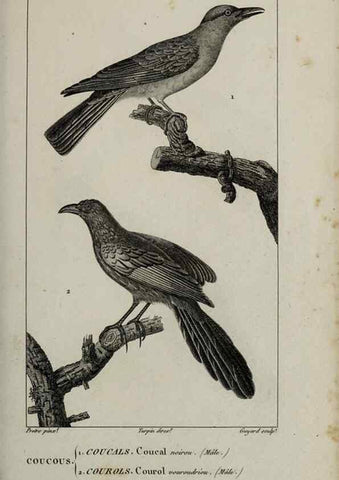 Reproducción/Reproduction 49826682632: Traité d'ornithologie, ou, Tableau méthodique des ordres, sous-ordres, familles, tribus, genres, sous-genres et races d'oiseaux :. Bruxelles :Chez F.G. Levrault ;1831.. 