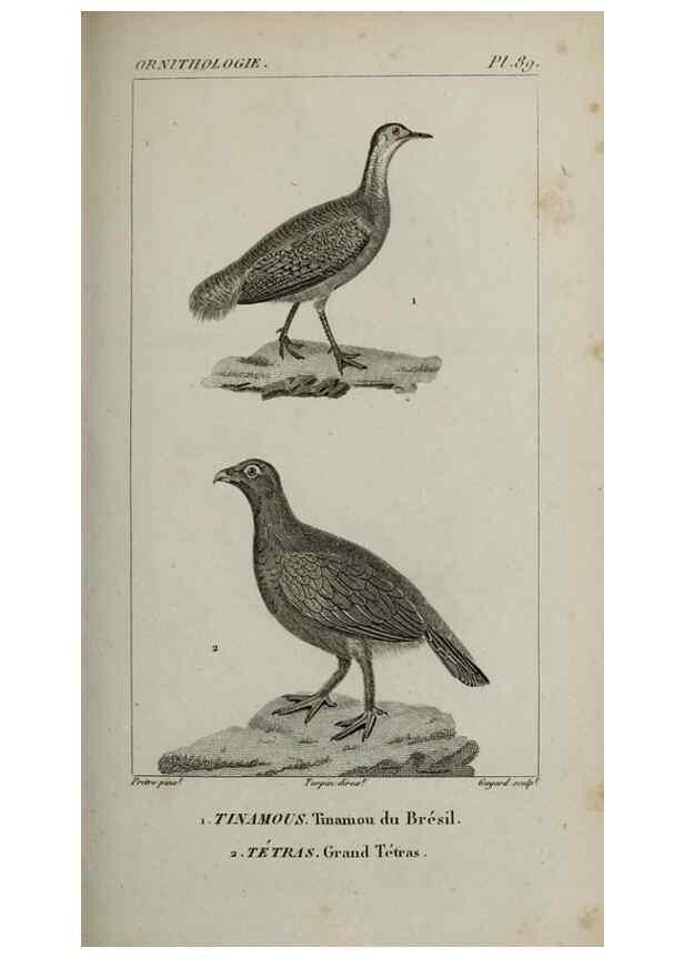 Reproducción/Reproduction 49826709597: Traité d'ornithologie, ou, Tableau méthodique des ordres, sous-ordres, familles, tribus, genres, sous-genres et races d'oiseaux :. Bruxelles :Chez F.G. Levrault ;1831.. 