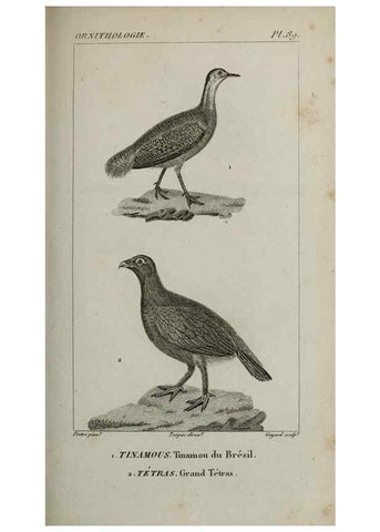 Reproducción/Reproduction 49826709597: Traité d'ornithologie, ou, Tableau méthodique des ordres, sous-ordres, familles, tribus, genres, sous-genres et races d'oiseaux :. Bruxelles :Chez F.G. Levrault ;1831.. 