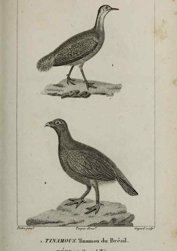 Reproducción/Reproduction 49826709597: Traité d'ornithologie, ou, Tableau méthodique des ordres, sous-ordres, familles, tribus, genres, sous-genres et races d'oiseaux :. Bruxelles :Chez F.G. Levrault ;1831.. 
