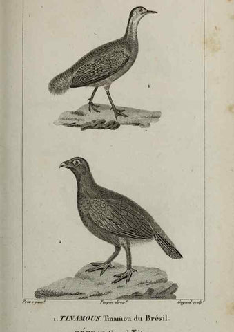 Reproducción/Reproduction 49826709597: Traité d'ornithologie, ou, Tableau méthodique des ordres, sous-ordres, familles, tribus, genres, sous-genres et races d'oiseaux :. Bruxelles :Chez F.G. Levrault ;1831.. 