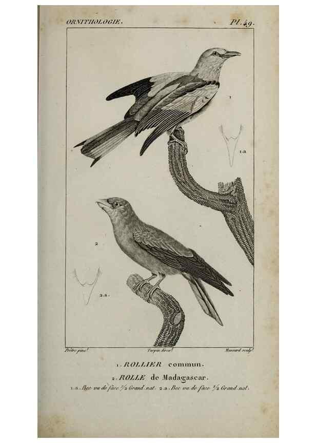 Reproducción/Reproduction 49826373796: Traité d'ornithologie, ou, Tableau méthodique des ordres, sous-ordres, familles, tribus, genres, sous-genres et races d'oiseaux :. Bruxelles :Chez F.G. Levrault ;1831.. 