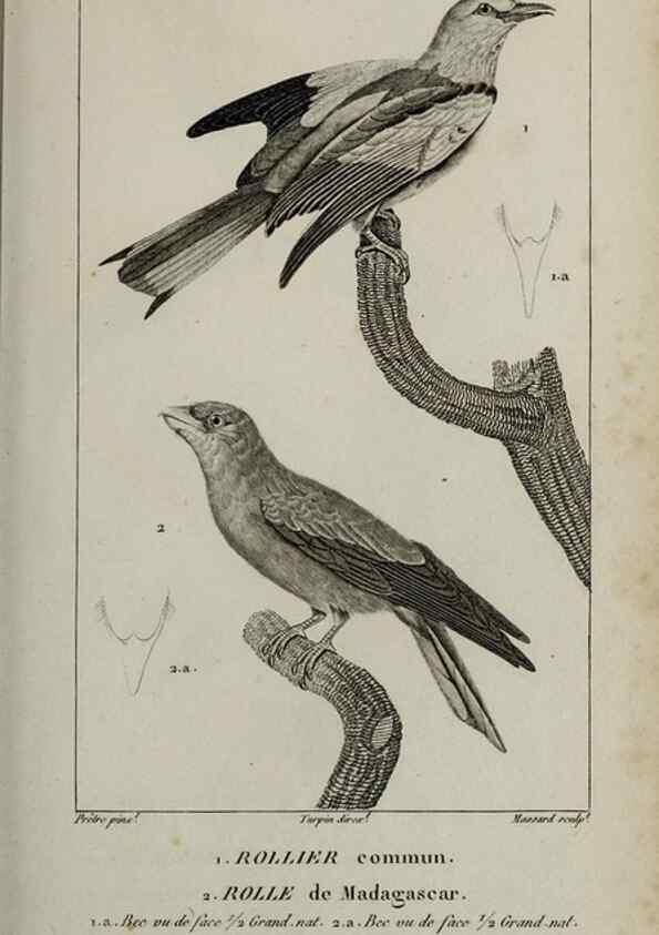Reproducción/Reproduction 49826373796: Traité d'ornithologie, ou, Tableau méthodique des ordres, sous-ordres, familles, tribus, genres, sous-genres et races d'oiseaux :. Bruxelles :Chez F.G. Levrault ;1831.. 
