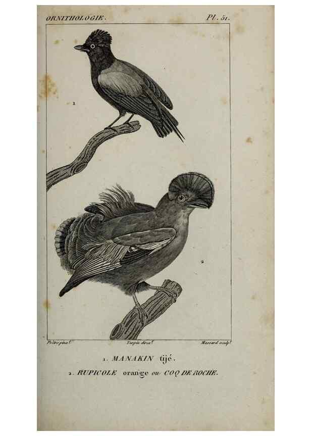 Reproducción/Reproduction 49826692207: Traité d'ornithologie, ou, Tableau méthodique des ordres, sous-ordres, familles, tribus, genres, sous-genres et races d'oiseaux :. Bruxelles :Chez F.G. Levrault ;1831.. 