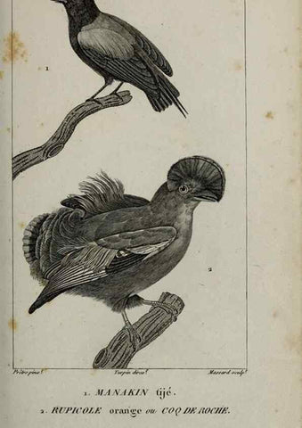 Reproducción/Reproduction 49826692207: Traité d'ornithologie, ou, Tableau méthodique des ordres, sous-ordres, familles, tribus, genres, sous-genres et races d'oiseaux :. Bruxelles :Chez F.G. Levrault ;1831.. 