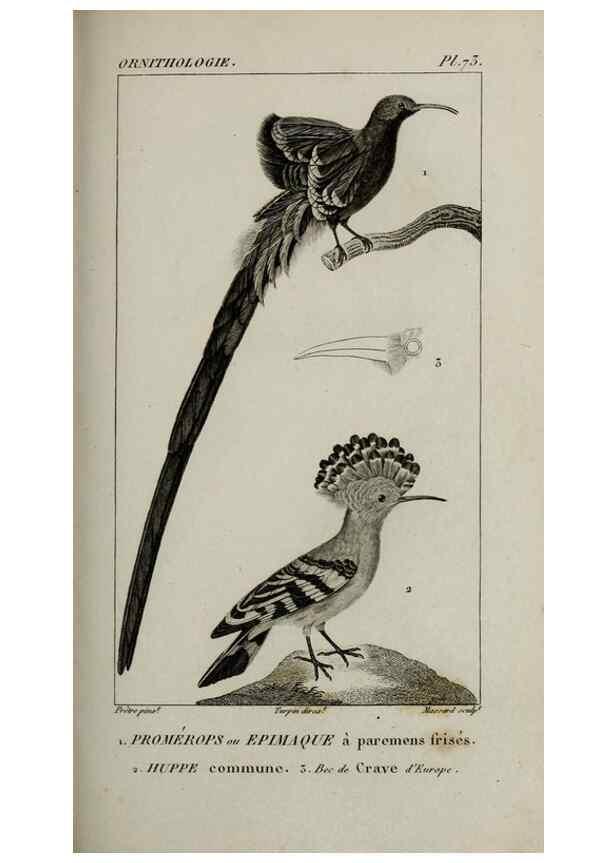 Reproducción/Reproduction 49826701272: Traité d'ornithologie, ou, Tableau méthodique des ordres, sous-ordres, familles, tribus, genres, sous-genres et races d'oiseaux :. Bruxelles :Chez F.G. Levrault ;1831.. 