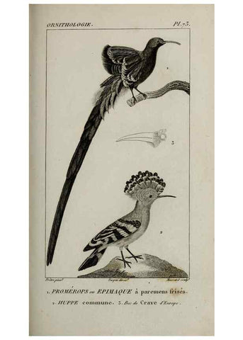 Reproducción/Reproduction 49826701272: Traité d'ornithologie, ou, Tableau méthodique des ordres, sous-ordres, familles, tribus, genres, sous-genres et races d'oiseaux :. Bruxelles :Chez F.G. Levrault ;1831.. 