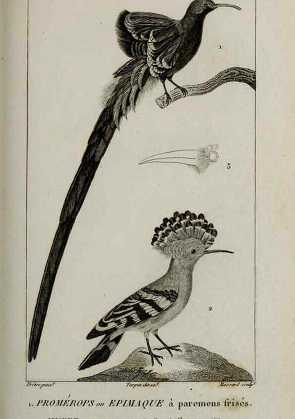 Reproducción/Reproduction 49826701272: Traité d'ornithologie, ou, Tableau méthodique des ordres, sous-ordres, familles, tribus, genres, sous-genres et races d'oiseaux :. Bruxelles :Chez F.G. Levrault ;1831.. 